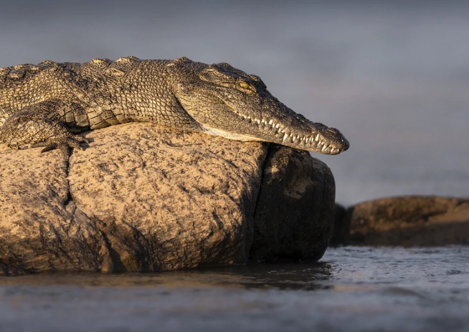 Images Slider (20)