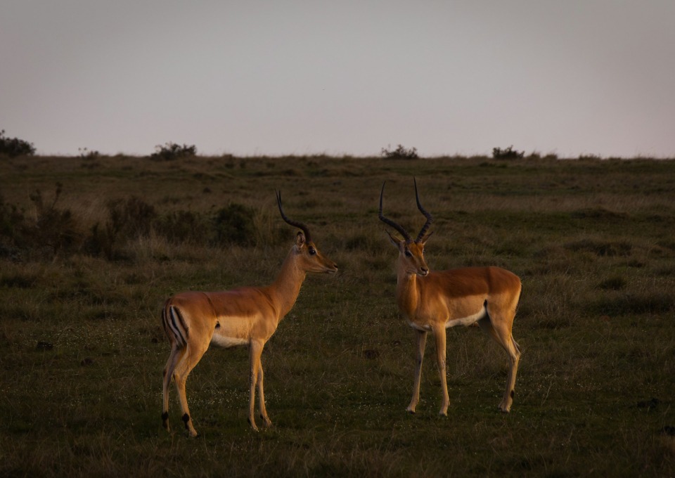 Images Slider (40)